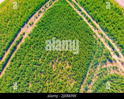 Vista aerea dall'alto del campo agricolo. Campo verde con strada all'interno. Nella fattoria crescono piante verdi fresche. Utilizzabile come texture o backgrou Foto Stock