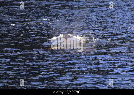 Minke Wahle nel Saguenay St Lawrence Marine Park, Quebec Foto Stock