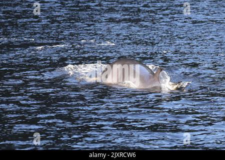 Minke Wahle nel Saguenay St Lawrence Marine Park, Quebec Foto Stock