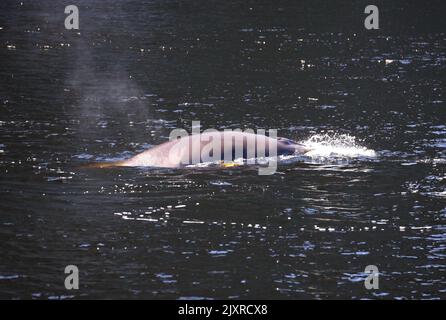 Minke Wahle nel Saguenay St Lawrence Marine Park, Quebec Foto Stock