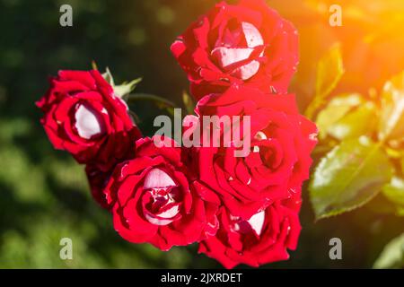 Red Rose Bush. Un sacco di rosebuds rosso primo piano. Il concetto di giardinaggio Foto Stock