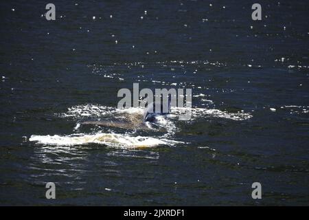 Minke Wahle nel Saguenay St Lawrence Marine Park, Quebec Foto Stock