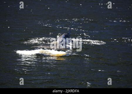 Minke Wahle nel Saguenay St Lawrence Marine Park, Quebec Foto Stock