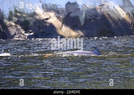 Minke Wahle nel Saguenay St Lawrence Marine Park, Quebec Foto Stock