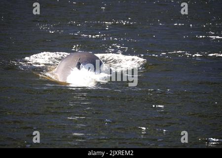 Minke Wahle nel Saguenay St Lawrence Marine Park, Quebec Foto Stock