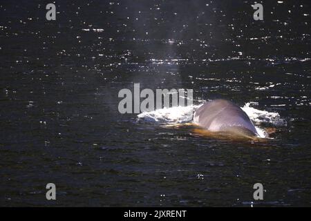 Minke Wahle nel Saguenay St Lawrence Marine Park, Quebec Foto Stock