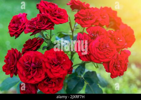 Red Rose Bush. Un sacco di rosebuds rosso primo piano. Il concetto di giardinaggio Foto Stock