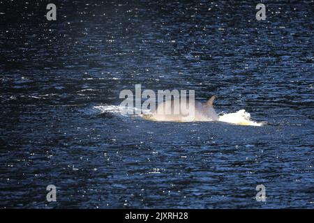 Minke Wahle nel Saguenay St Lawrence Marine Park, Quebec Foto Stock