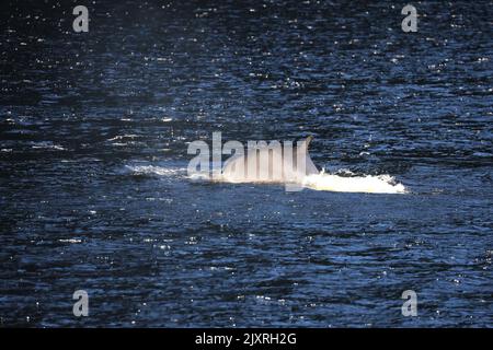 Minke Wahle nel Saguenay St Lawrence Marine Park, Quebec Foto Stock