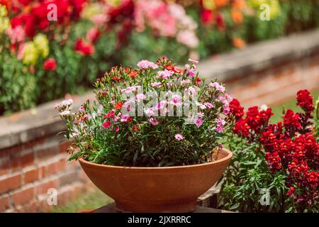 Una pianta annuale in vaso di fioritura di fronte ad un grande e colorato giardino di docce folli snapdragons in fiore in primavera. Foto Stock