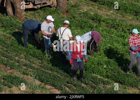 Taplow, Buckinghamshire, Regno Unito. 14th agosto, 2022. I lavoratori agricoli sono stati fuori presto questa mattina raccogliendo i raccolti in un campo in Dorney. Gli agricoltori temono che la siccità determinerà una diminuzione della resa delle colture e che le dimensioni delle patate, delle carote, delle cipolle e di altre colture siano inferiori al solito. Chiedono ai supermercati di allentare le esigenze di taglie vegetali. Credito: Maureen McLean/Alamy Foto Stock