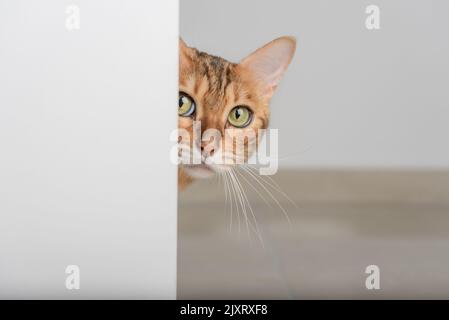 Un gatto rosso con occhi verdi sbirciano attraverso la porta aperta. Spazio di copia. Foto Stock