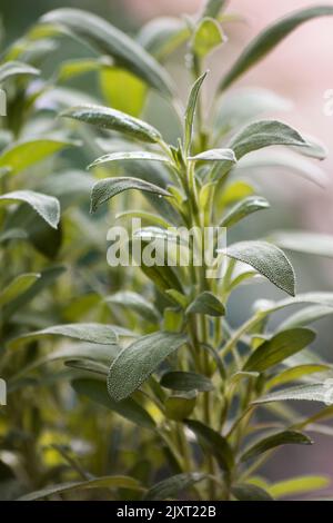 Pianta di salvia, Salvia officinalis su fondo naturale Foto Stock