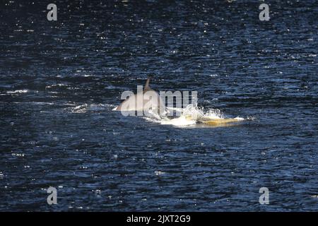 Minke Wahle nel Saguenay St Lawrence Marine Park, Quebec Foto Stock