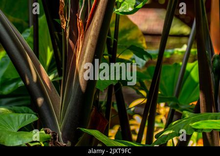 Il fusto viola della pianta del taro la cui superficie appare dettagliata, è usato come decorazione di giardino o può essere mangiato come una verdura Foto Stock