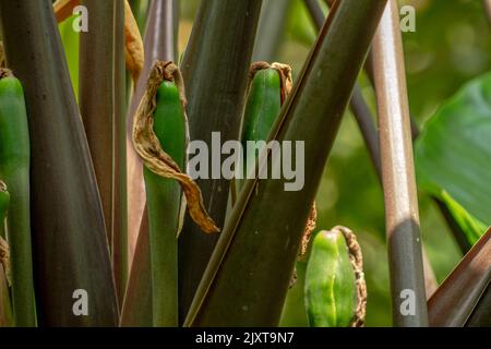 Il fusto viola della pianta del taro la cui superficie appare dettagliata, è usato come decorazione di giardino o può essere mangiato come una verdura Foto Stock