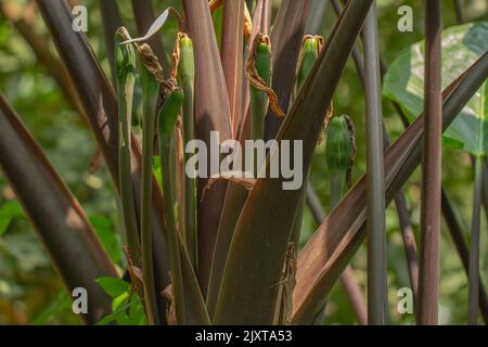 Il fusto viola della pianta del taro la cui superficie appare dettagliata, è usato come decorazione di giardino o può essere mangiato come una verdura Foto Stock