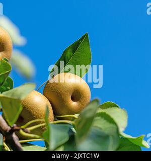 Pere nashi, Pyrus pyrifolia, sulla struttura ad albero Foto Stock