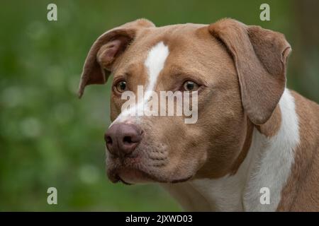 Faccia del cane. Foto Stock