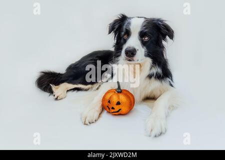 Concetto di trick o treat. Divertente cane cucciolo bordo colllie con zucca arancione jack o lanterna sdraiato in basso isolato su sfondo bianco. Preparazione per la festa di Halloween Foto Stock