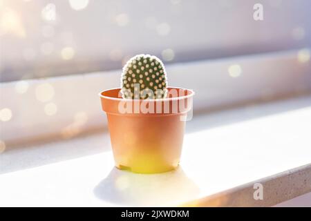 Giovane opuntia cactus in pentola su davanzale e sole e bokeh Foto Stock