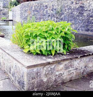 Giardino Italiano, Museo di Storia Nazionale di St Fagans. Estate 2022. Agosto. Foto Stock