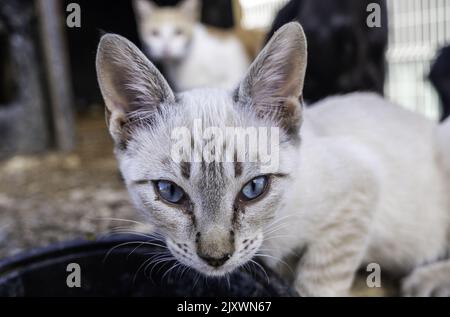 Particolare di animale domestico abbandonato e solo, tristezza Foto Stock