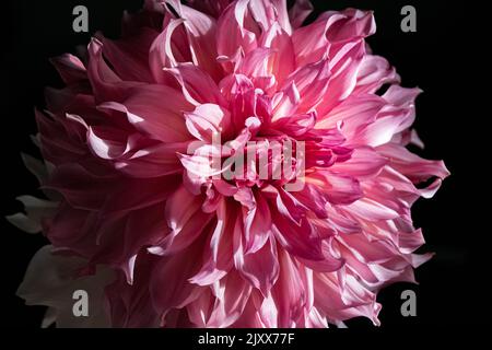 Vassio Meggos Dahlia alla luce del sole. Foto Stock