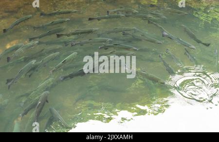 Pesci d'acqua dolce in un serbatoio d'acqua. Un sacco di pesce nella secca. Un gruppo di pesci in acqua all'ombra verde. Foto Stock