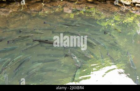 Pesci d'acqua dolce in un serbatoio d'acqua. Un sacco di pesce nella secca. Un gruppo di pesci in acqua all'ombra verde. Foto Stock