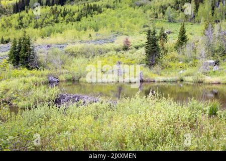 Laghetti di Beaver che riflettono la vegetazione forestale alla base del Monte Moran sopra il lago Trapper. Grand Teton National Park, Wyoming Foto Stock