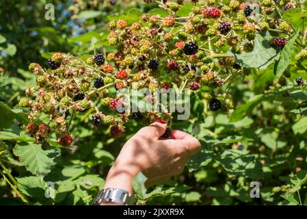 La mano di una donna raccoglie more fresche mature da un cespuglio in una siepe nella campagna britannica dell'Hertfordshire Foto Stock