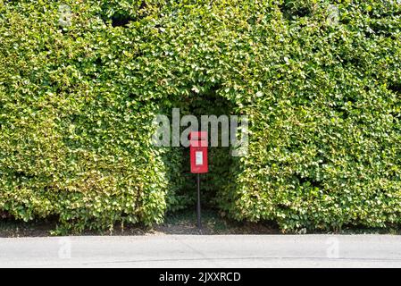 Una piccola casella postale rossa su un palo nella campagna in Essex è circondata da un siepo molto grande con un'area ritagliata per l'accesso Foto Stock