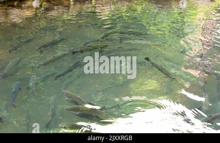 Pesci d'acqua dolce in un serbatoio d'acqua. Un sacco di pesce nella secca. Un gruppo di pesci in acqua all'ombra verde. Foto Stock