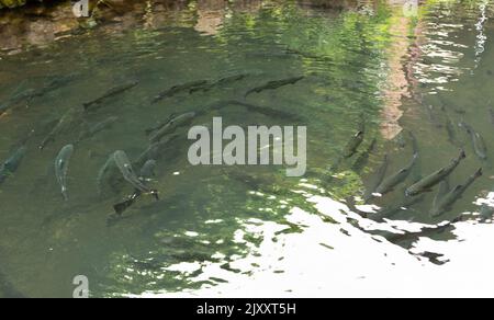 Pesci d'acqua dolce in un serbatoio d'acqua. Un sacco di pesce nella secca. Un gruppo di pesci in acqua all'ombra verde. Foto Stock
