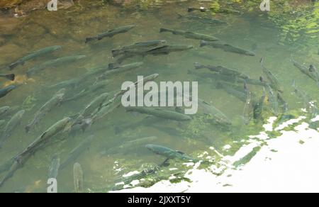 Pesci d'acqua dolce in un serbatoio d'acqua. Un sacco di pesce nella secca. Un gruppo di pesci in acqua all'ombra verde. Foto Stock