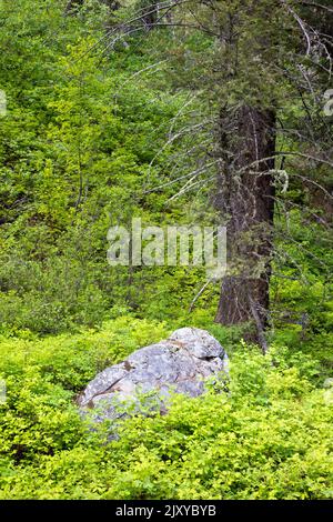 Un grande masso che riposa sotto un albero sempreverde in un pennello forestale. Grand Teton National Park, Wyoming Foto Stock