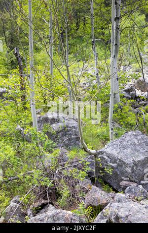 Un grande masso che riposa sotto vecchi alberi sempreverdi nella spazzola della foresta. Grand Teton National Park, Wyoming Foto Stock