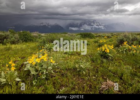 Tempo tempestoso che inghiottisce le Montagne Teton sopra i fiori di balsamroot freccia che fioriscono in Antelope Flats. Grand Teton National Park, Wyoming Foto Stock