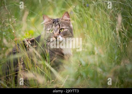 tabby gatto bianco all'aperto in erba alta sul prowl osservazione Foto Stock