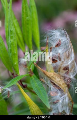 Autunno palude maturata pianta di Milkweed (asclepias incarnata) cialde che si sono spaccate aperte, disperdendo i semi con filo interdentale setoso Foto Stock