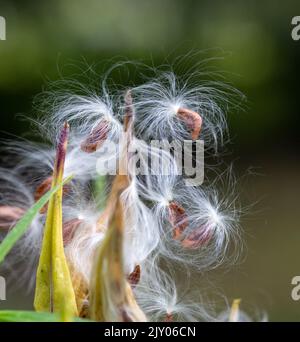 Autunno palude maturata pianta di Milkweed (asclepias incarnata) cialde che si sono spaccate aperte, disperdendo i semi con filo interdentale setoso Foto Stock