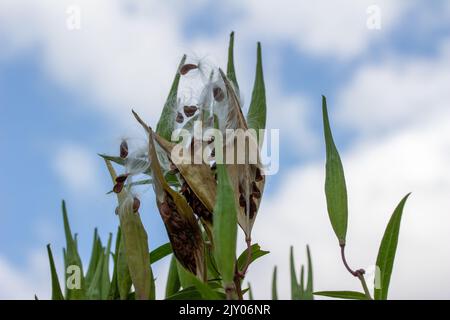 Autunno palude maturata pianta di Milkweed (asclepias incarnata) cialde che si sono spaccate aperte, disperdendo i semi con filo interdentale setoso Foto Stock