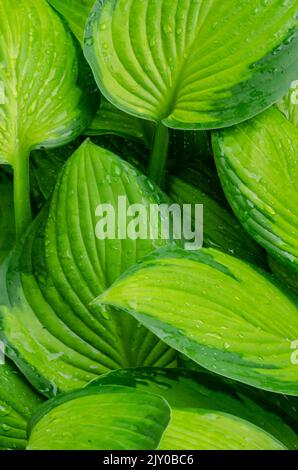 I modelli delle foglie di Hosta sono visti in un letto del giardino suburbano, la contea di Will, Illinois Foto Stock