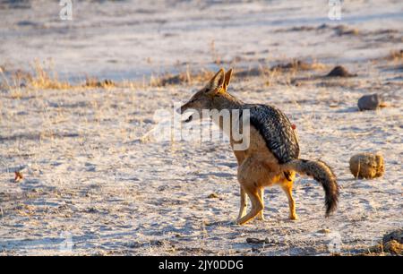 Uno jackal con retro nero defeca nel selvaggio Foto Stock