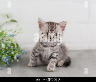 Un piccolo gattino grigio-bianco a strisce siede sul pavimento e guarda la macchina fotografica. Messa a fuoco selettiva Foto Stock