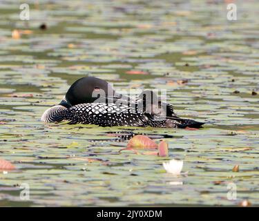 Loon comune e pulcino bambino loon cavalcando sulla schiena dei genitori e celebrando la nuova vita con i giglio d'acqua pad nel loro ambiente e habitat circostante. Foto Stock