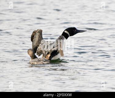 loon comune con bambino giovane immaturo loon nella sua fase di nuoto crescente con ali sparse nel loro ambiente e habitat circostante con vista posteriore. Foto Stock