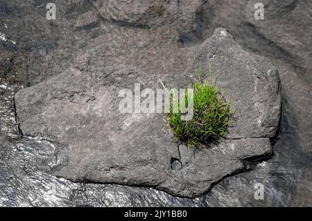 l'erba verde cresce su una pietra grigia nel fiume Foto Stock