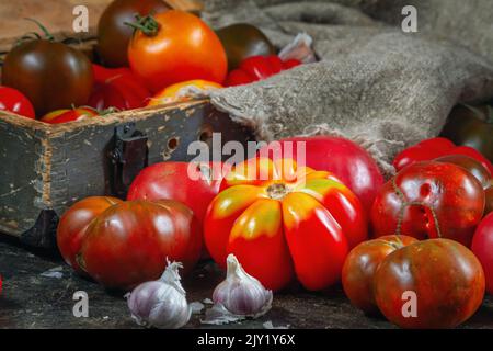 Raccogliere pomodori biologici assortiti - rosso, giallo, arancione, marrone. Varietà pomodori freschi colorati di diverse varietà. Composizione stile retrò Foto Stock